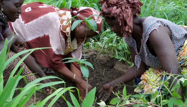 O futuro da África Ocidental está na agricultura