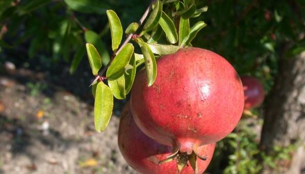 Frutti del passato per un futuro sostenibile