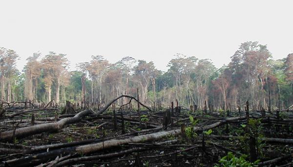 Il richiamo della foresta