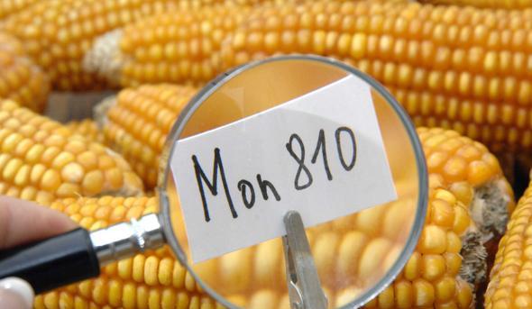 L'Italia sospende (in parte) Monsanto