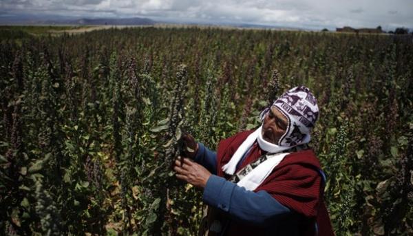 Un tesoro chiamato Quinoa