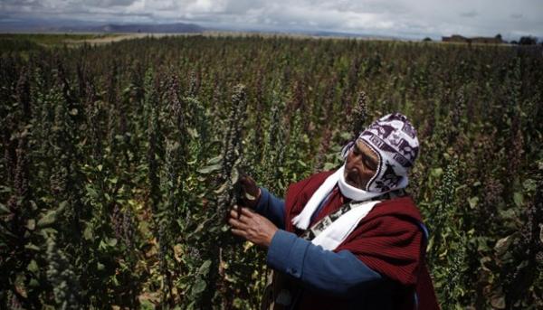 Un tesoro chiamato Quinoa